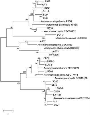 Whole genome sequence analysis of Aeromonas spp. isolated from ready-to-eat seafood: antimicrobial resistance and virulence factors